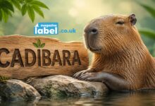 Cadibara