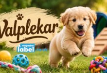 Valplekar